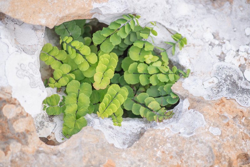 Adiantum balfourii photo 2