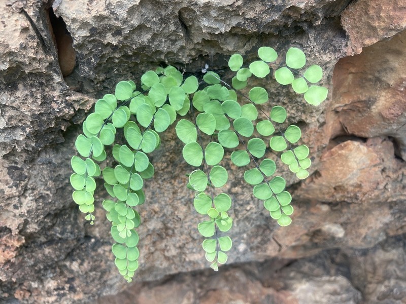 Adiantum balfourii photo 3