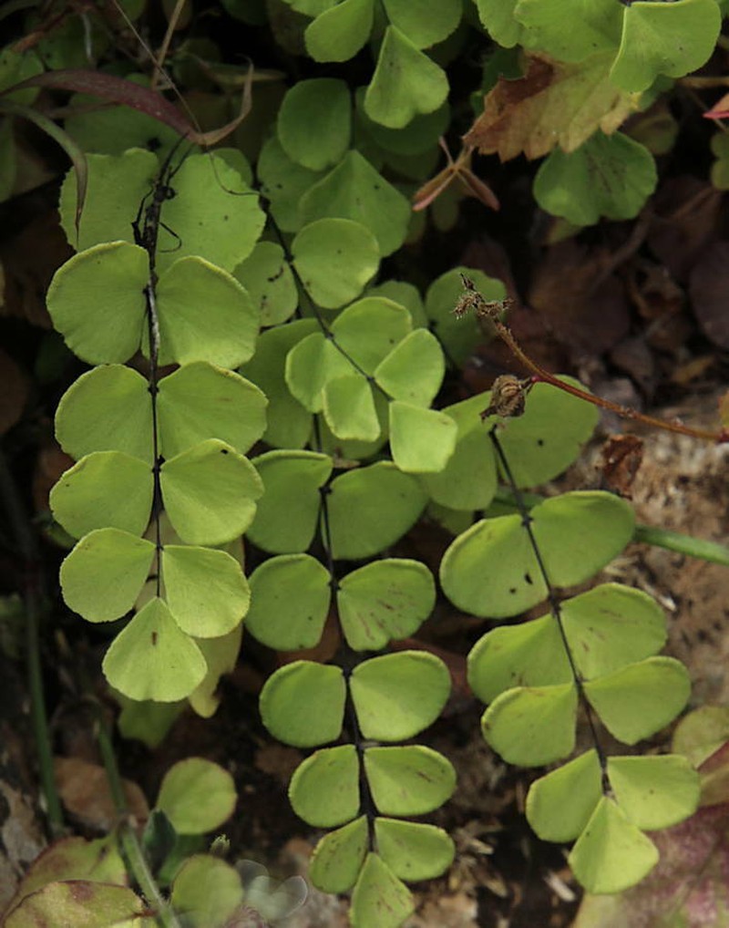 Adiantum balfourii photo 4
