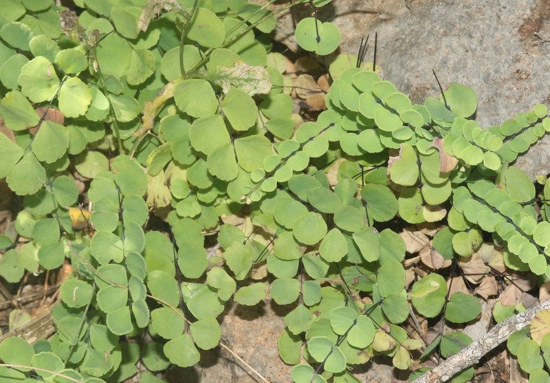 Adiantum balfourii photo 5
