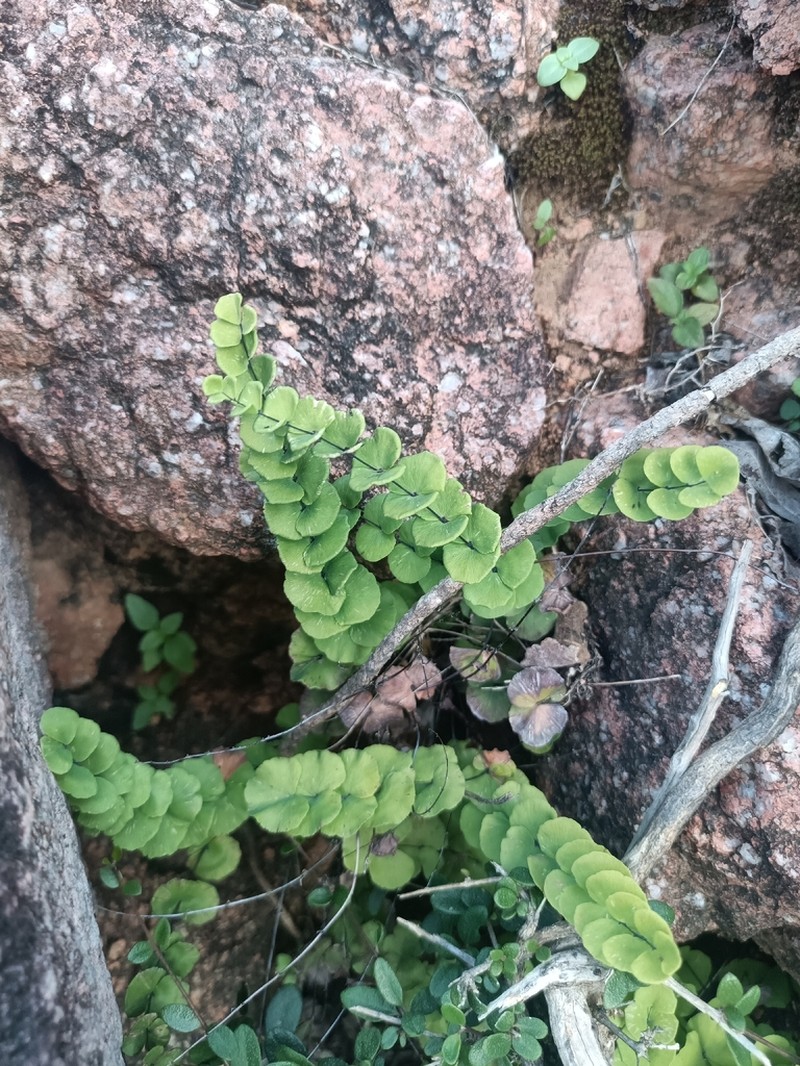 Adiantum balfourii photo 6