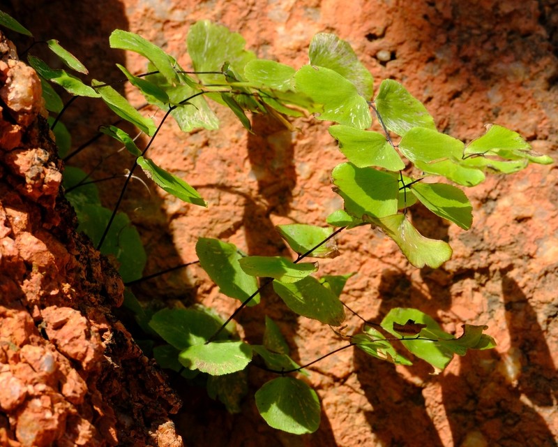 Adiantum balfourii photo 7