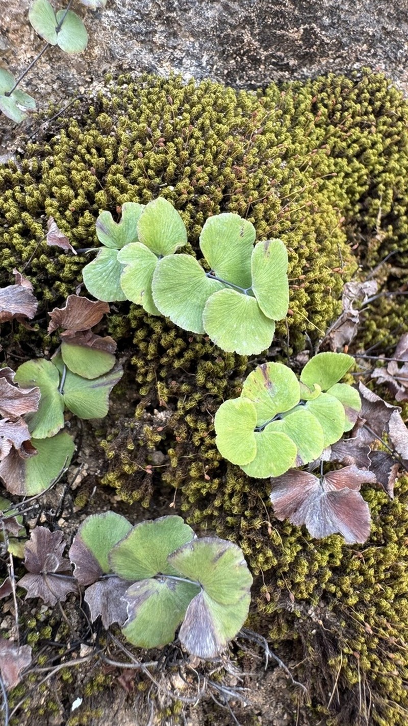 Adiantum balfourii photo 8
