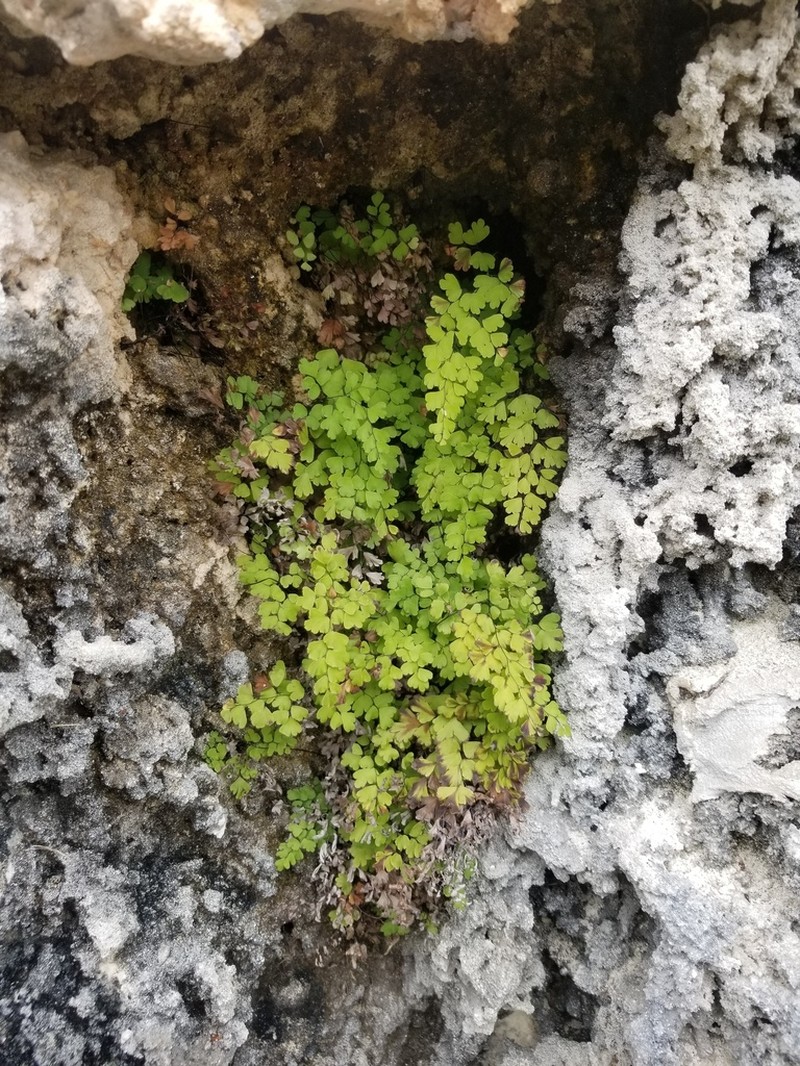 Adiantum bellum photo 2