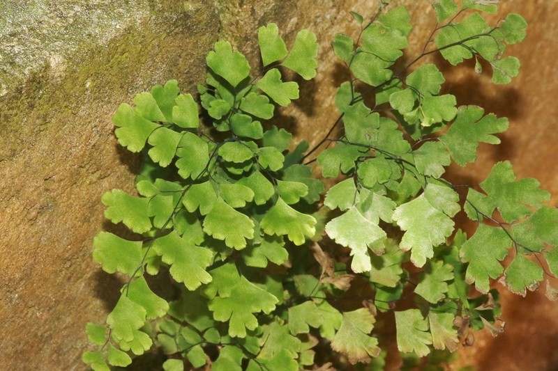 Adiantum bellum photo 3