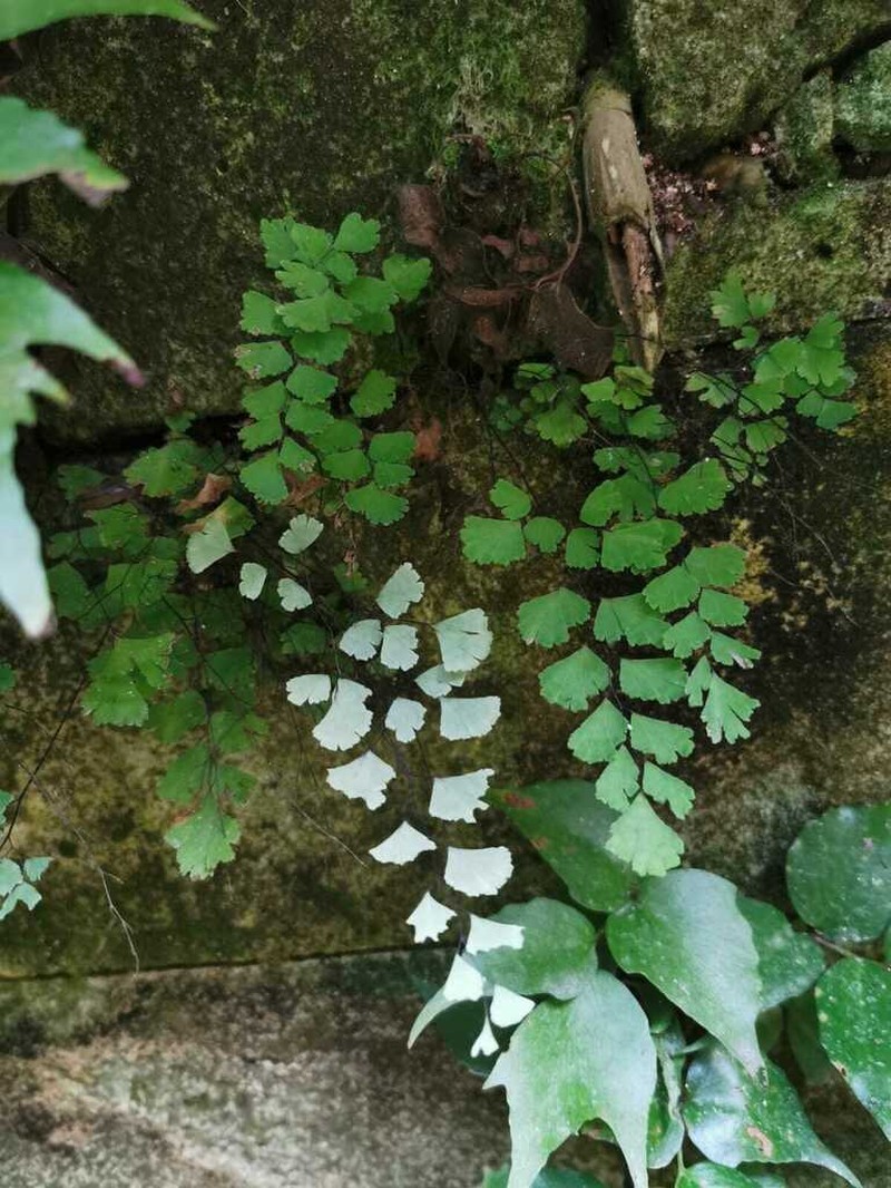 Adiantum bellum photo 4
