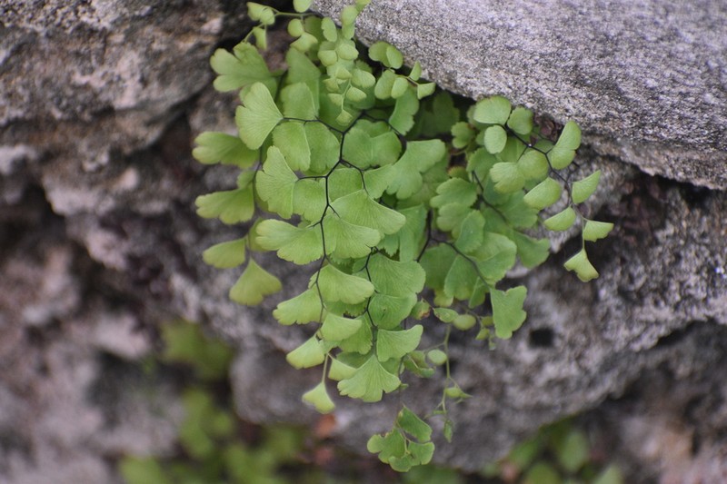 Adiantum bellum photo 5