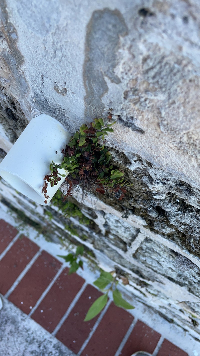 Adiantum bellum photo 6
