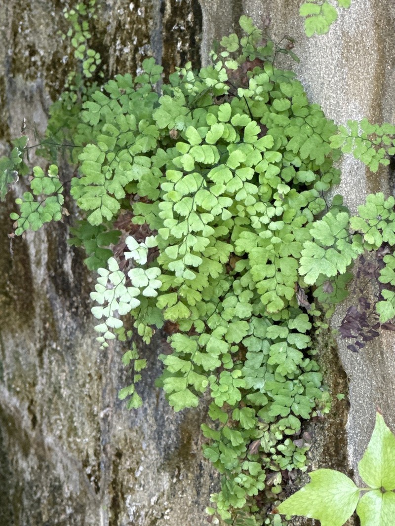 Adiantum bellum photo 7