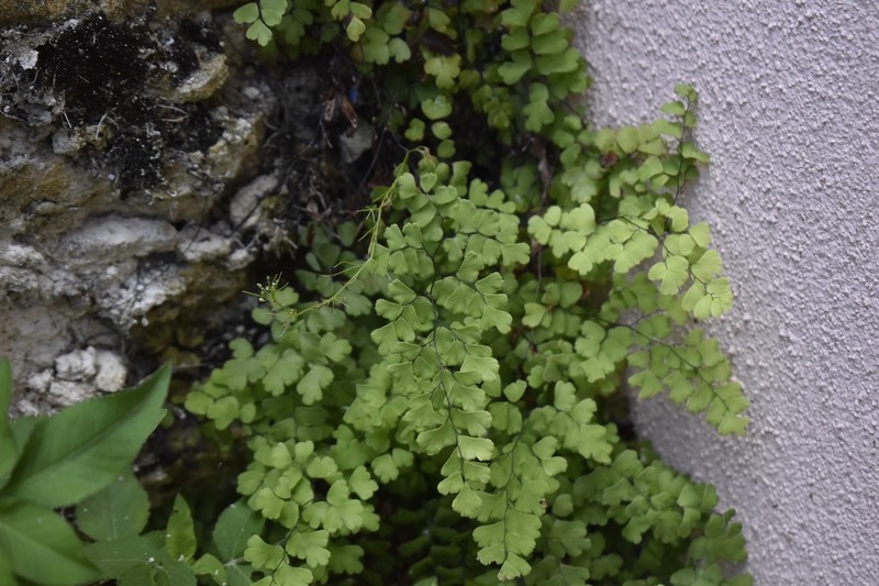 Adiantum bellum photo 8