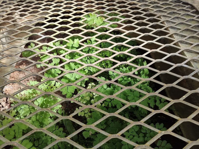 Adiantum bessoniae