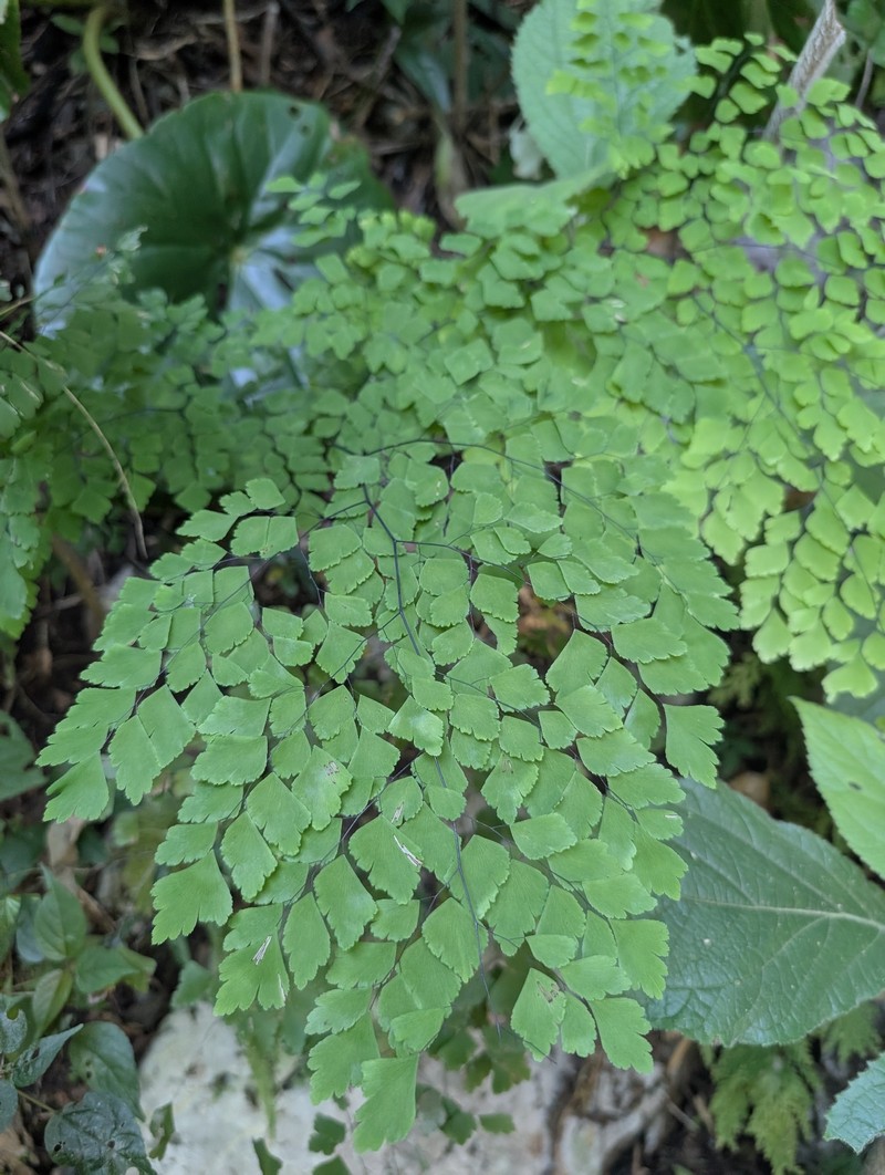 Adiantum bessoniae photo 2