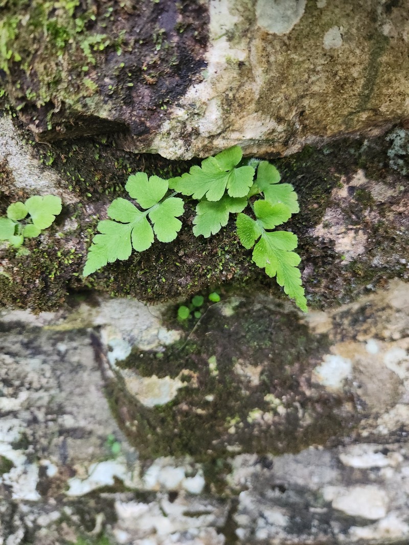 Adiantum bessoniae photo 3