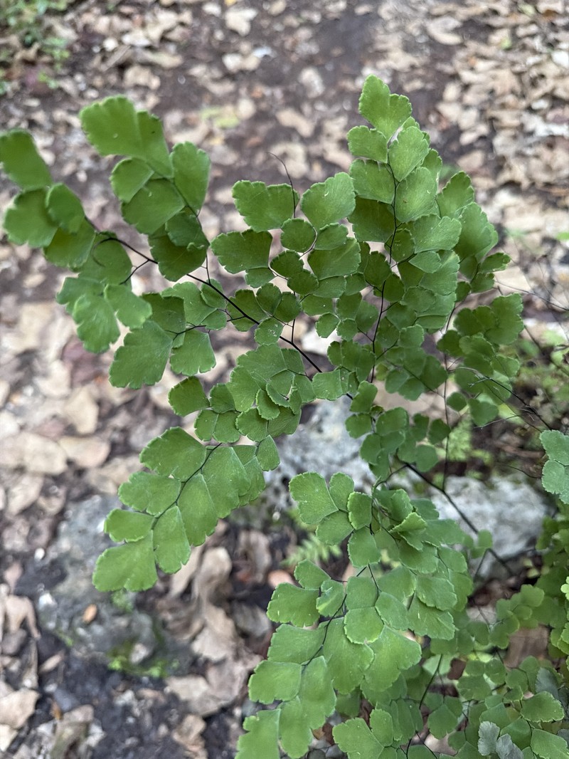 Adiantum bessoniae photo 4