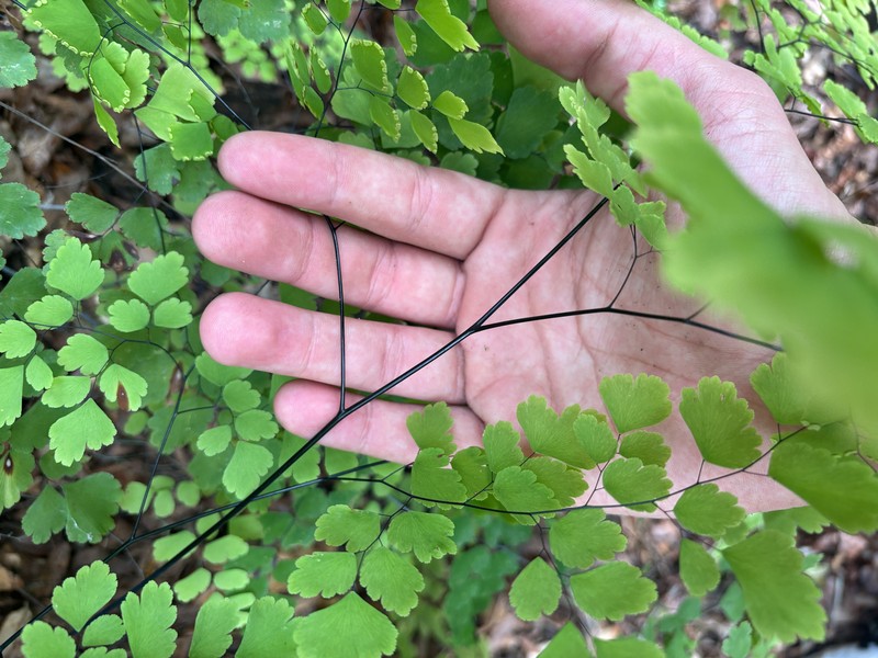 Adiantum bessoniae photo 5