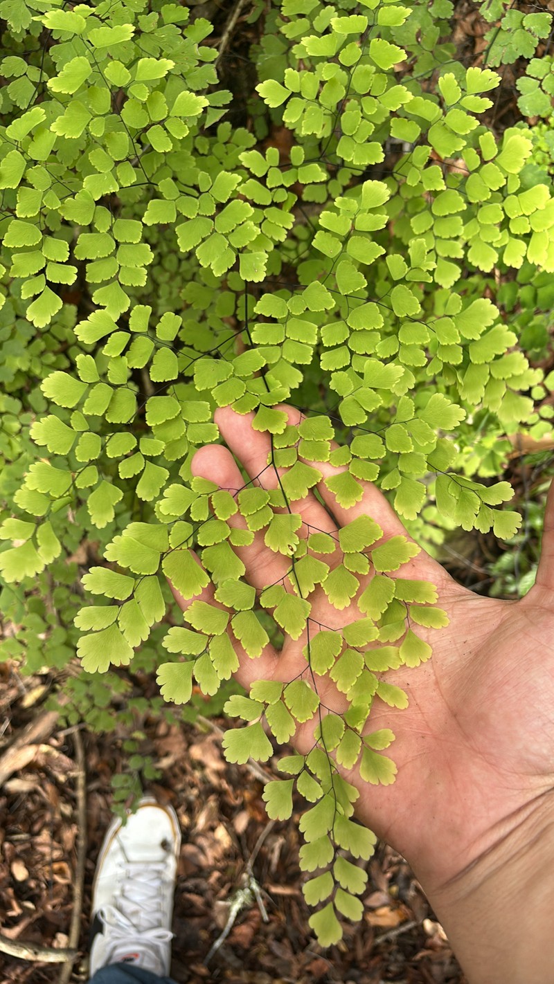 Adiantum bessoniae photo 6