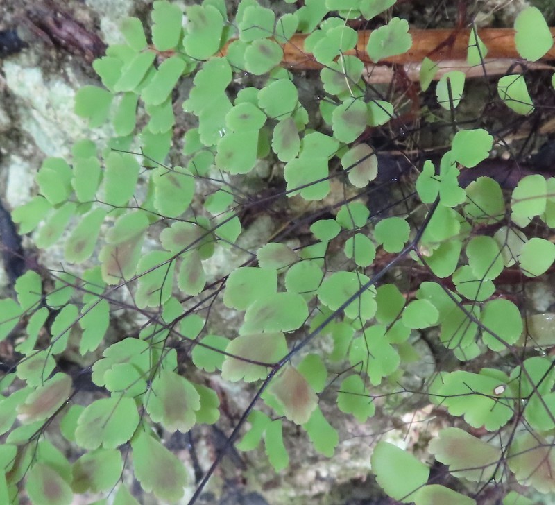Adiantum bessoniae photo 7