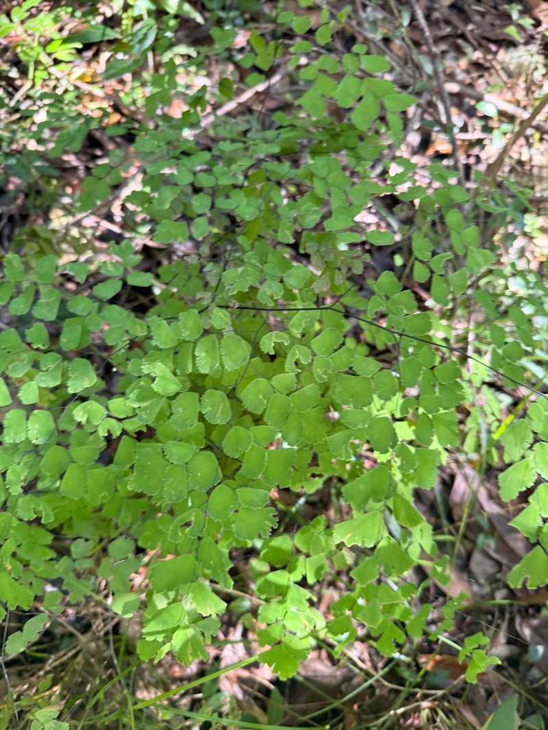 Adiantum bessoniae photo 8