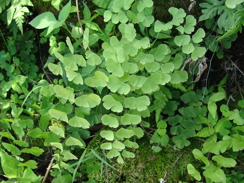 Adiantum braunii
