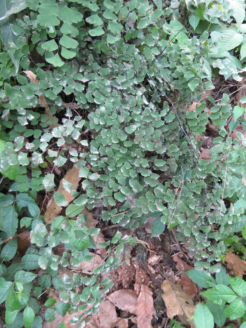 Adiantum braunii photo 2
