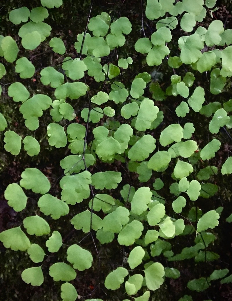 Adiantum braunii photo 3