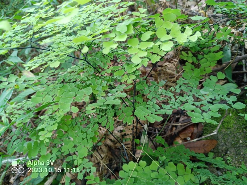 Adiantum braunii photo 4