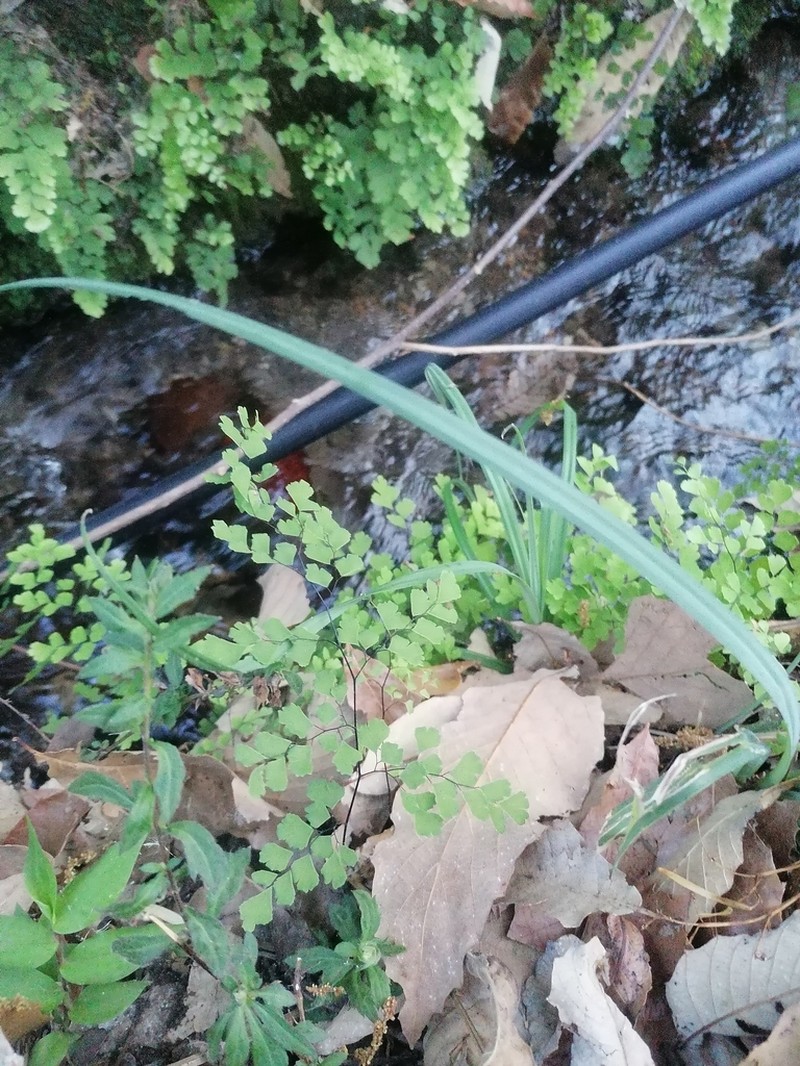 Adiantum braunii photo 5