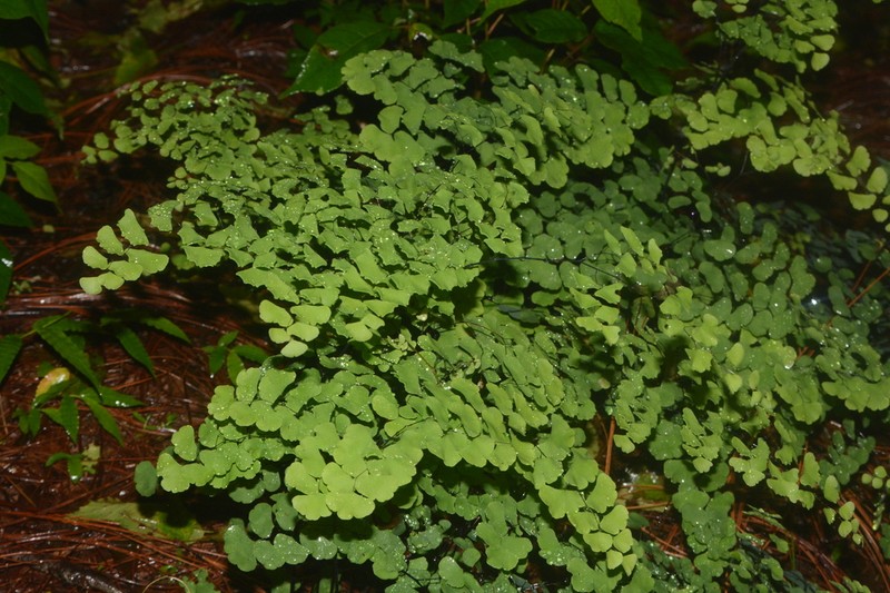 Adiantum braunii photo 6