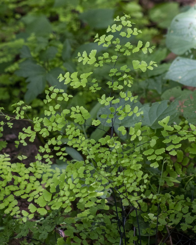 Adiantum braunii photo 7