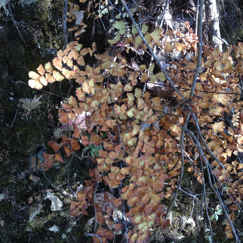 Adiantum braunii photo 8