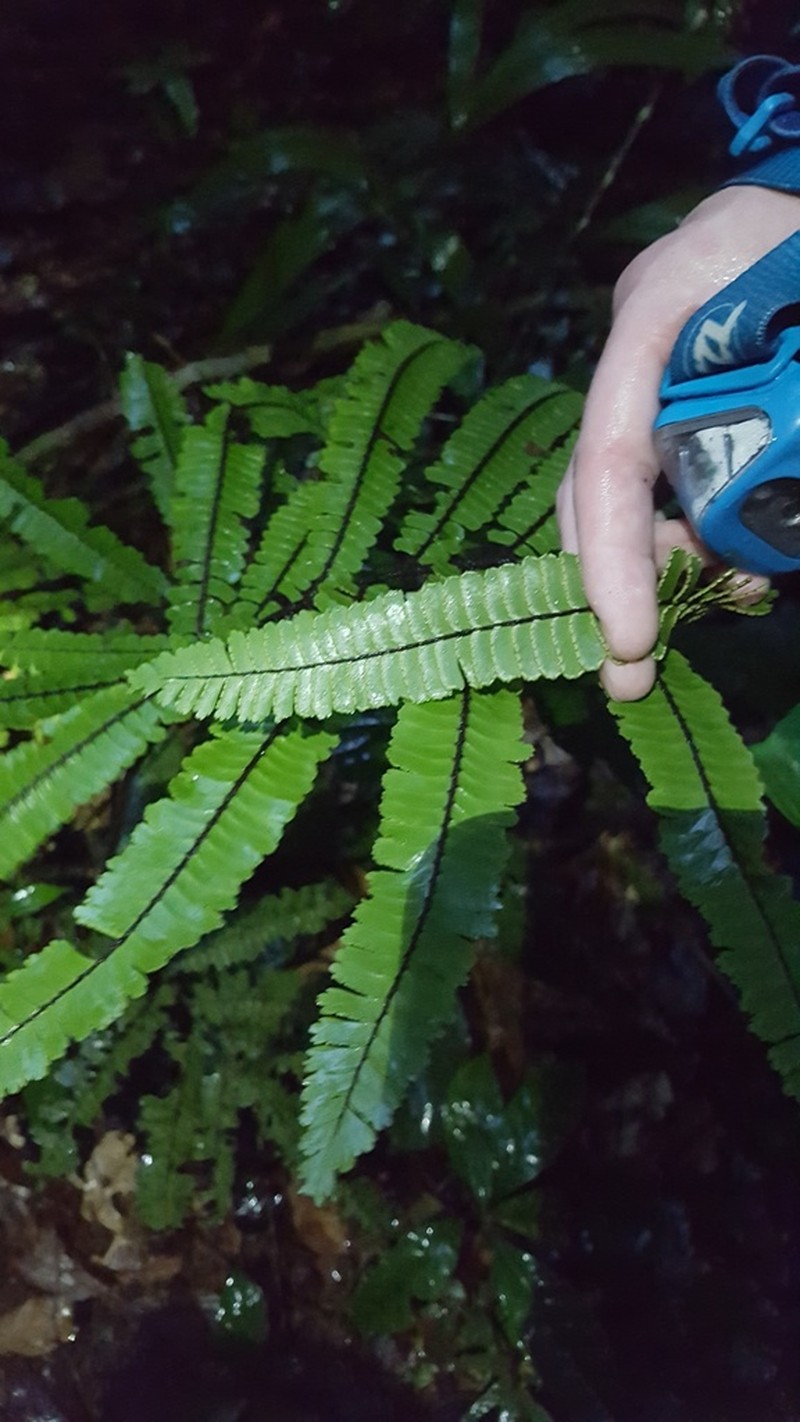 Adiantum cajennense