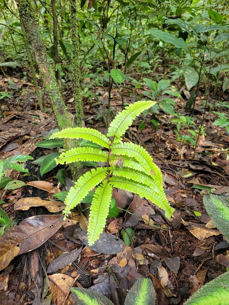 Adiantum cajennense photo 2