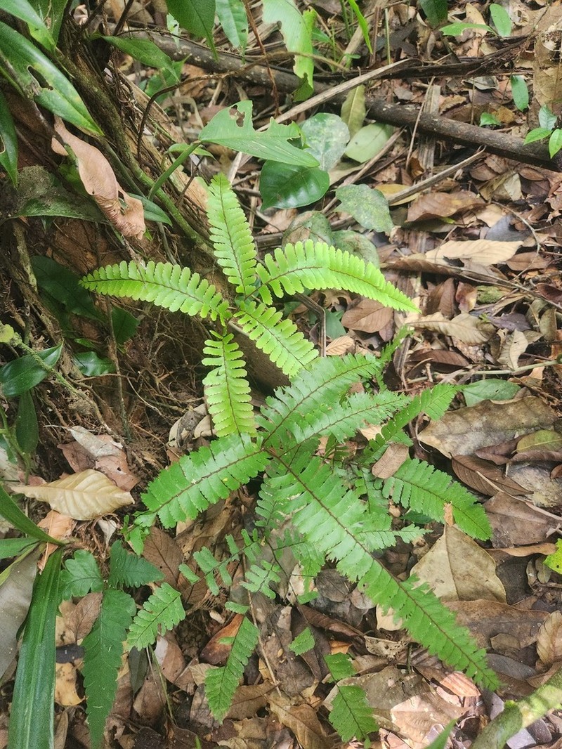 Adiantum cajennense photo 3