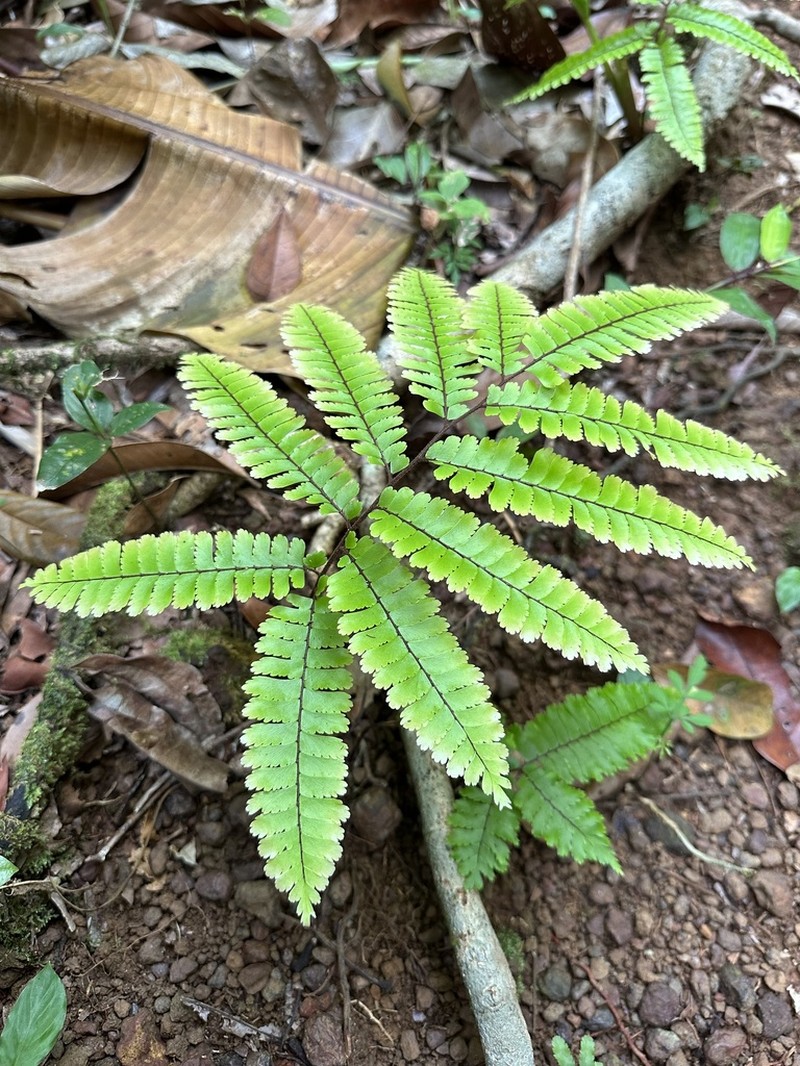 Adiantum cajennense photo 4