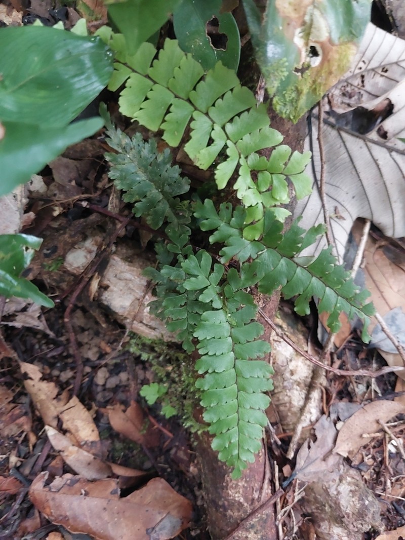 Adiantum cajennense photo 5