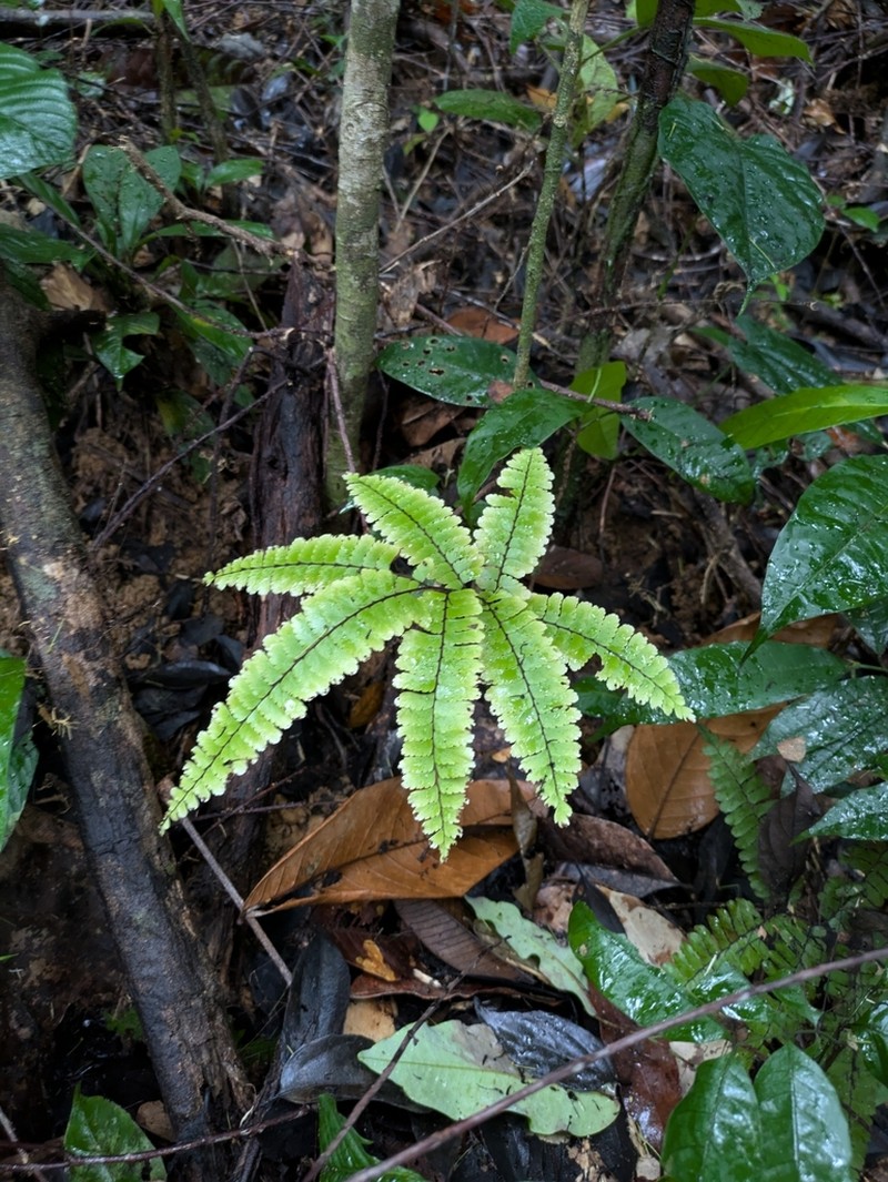 Adiantum cajennense photo 6