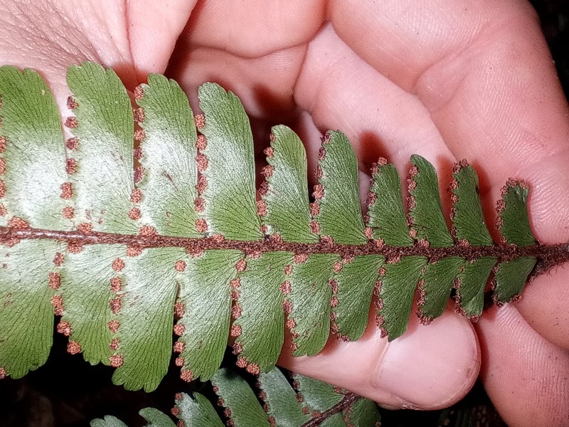 Adiantum cajennense photo 7
