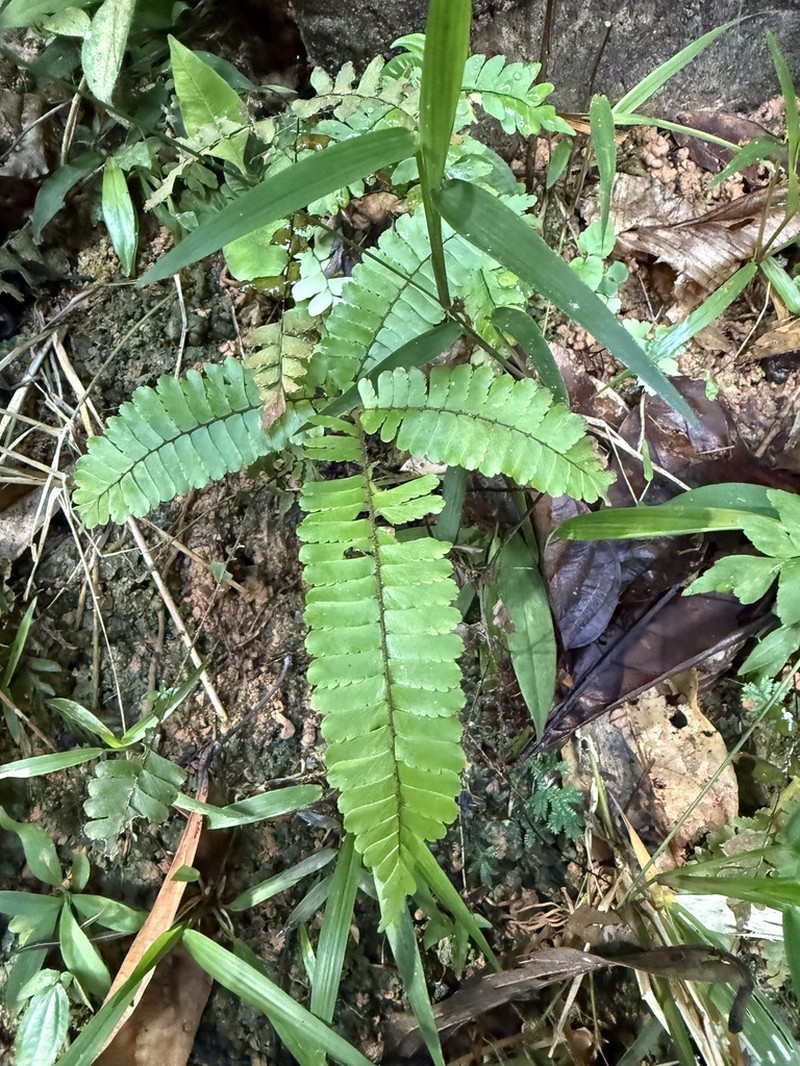 Adiantum cajennense photo 8