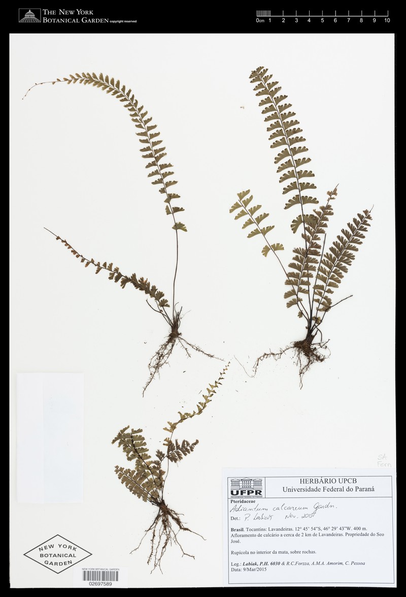 Adiantum calcareum