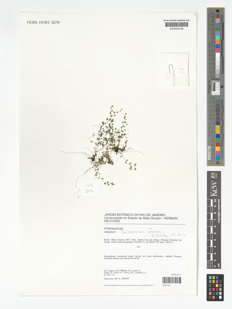 Adiantum calcareum photo 2
