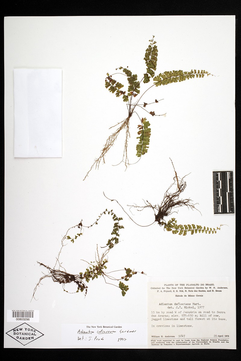 Adiantum calcareum photo 3