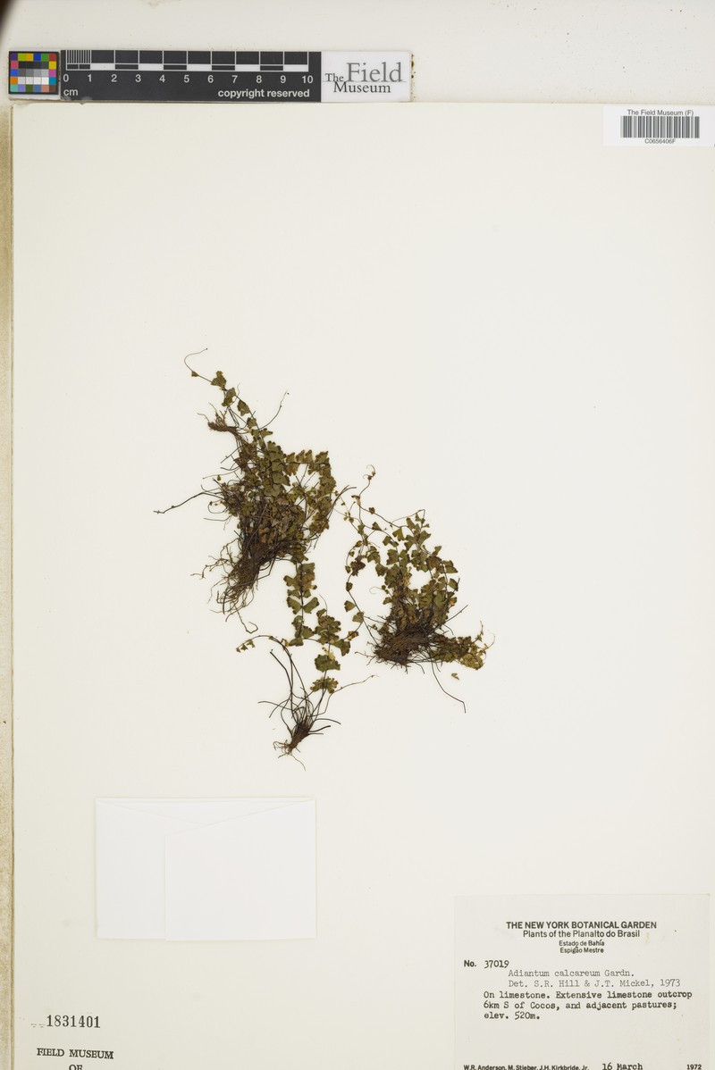 Adiantum calcareum photo 4