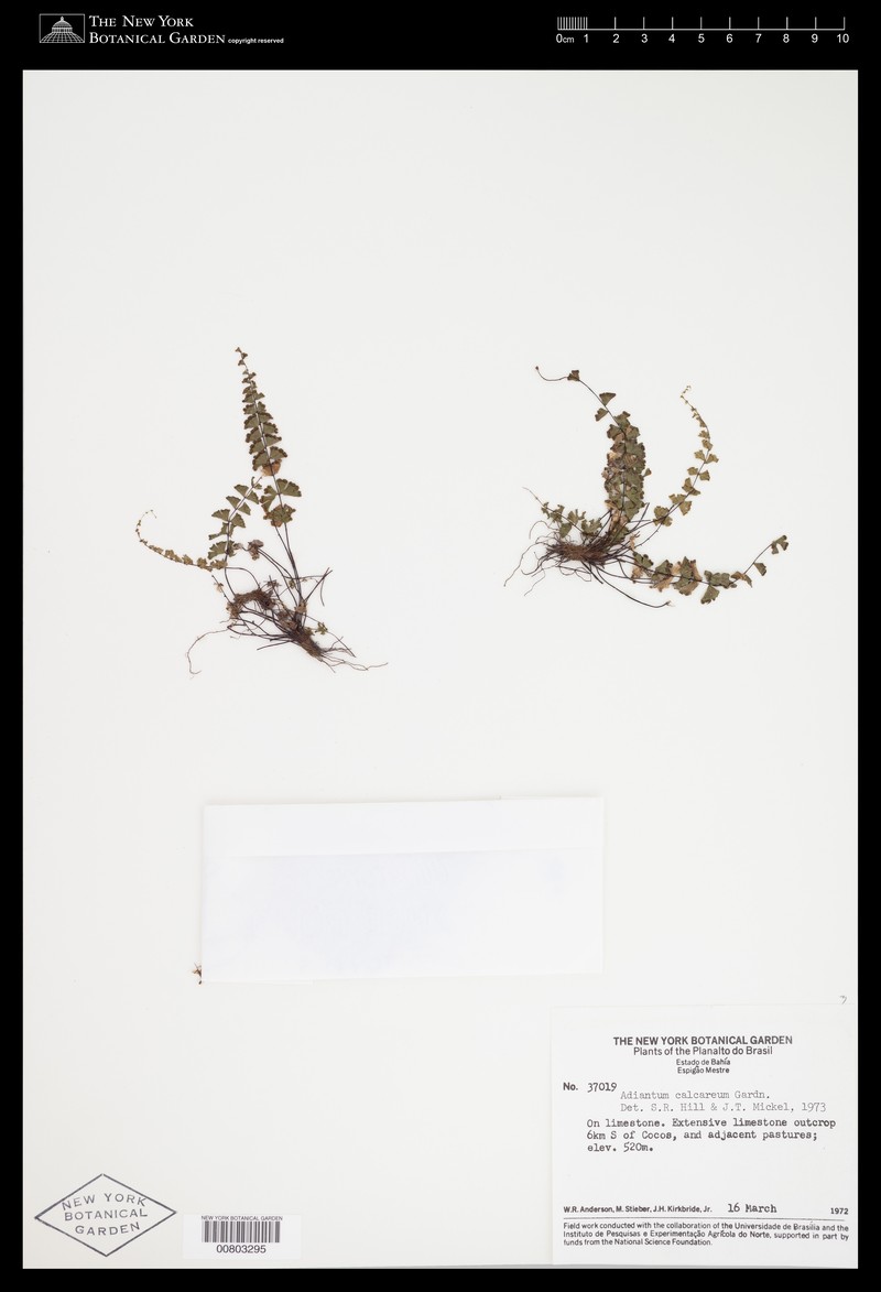 Adiantum calcareum photo 5