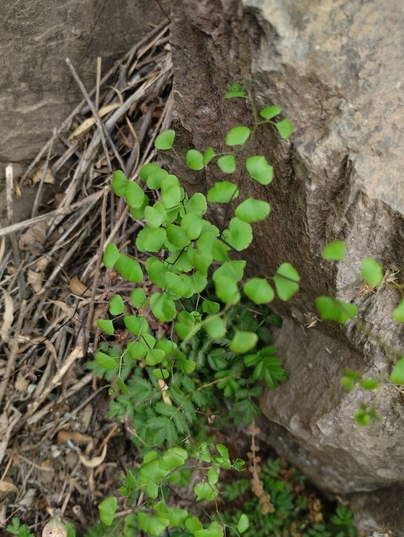 Adiantum camptorachis