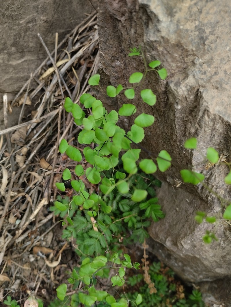 Adiantum camptorachis photo 2