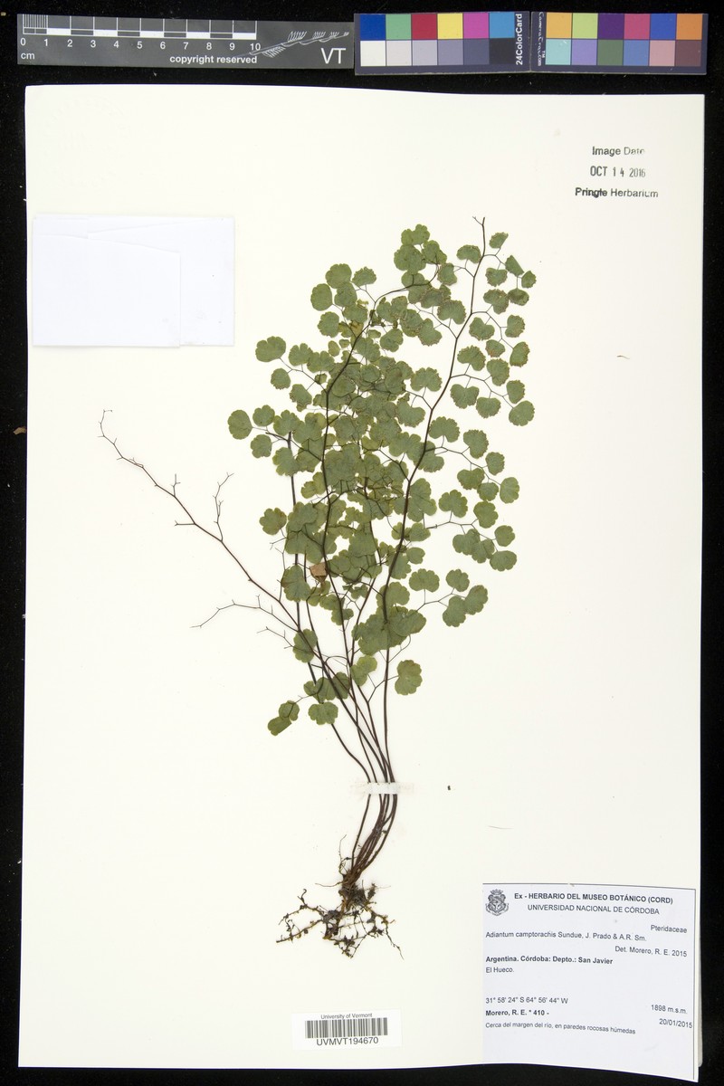 Adiantum camptorachis photo 3