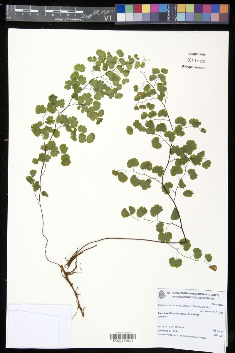 Adiantum camptorachis photo 4