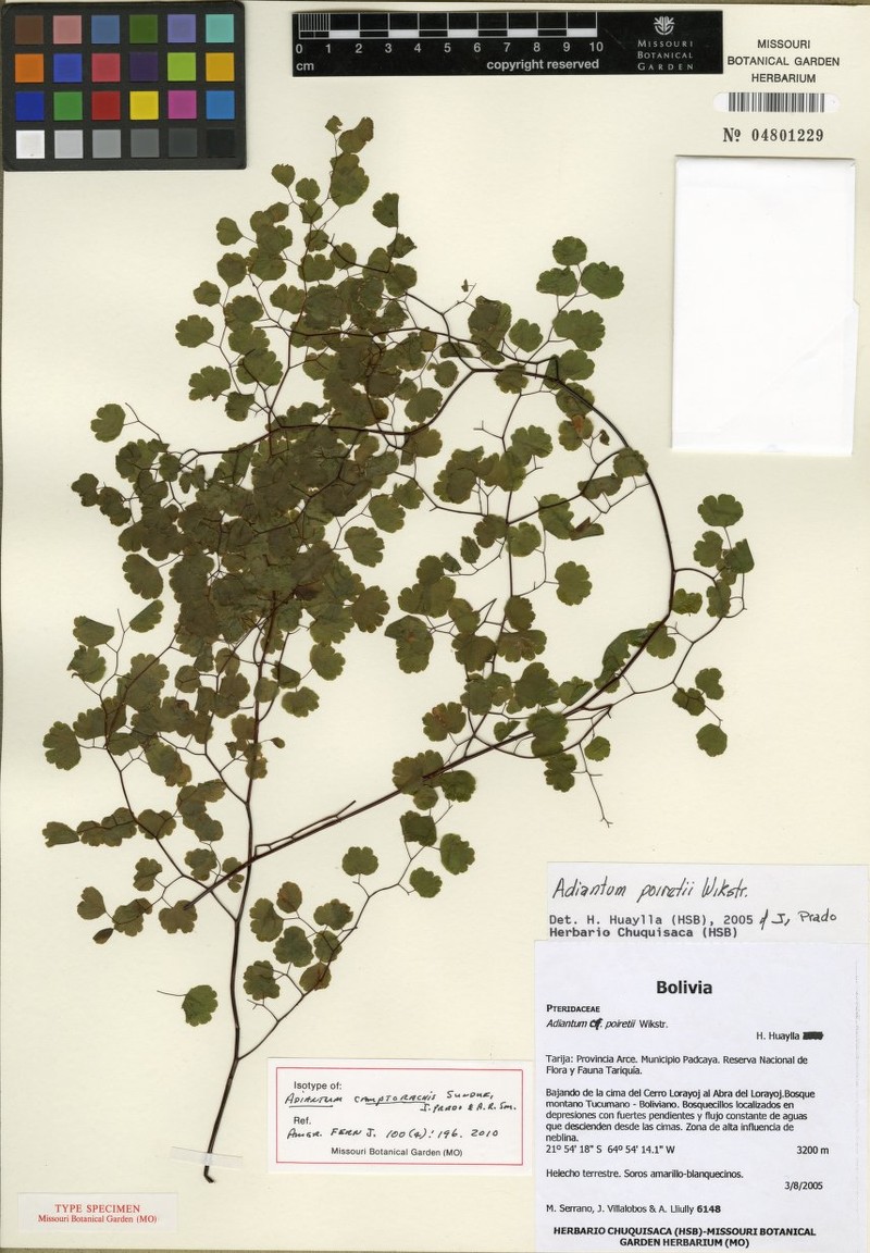 Adiantum camptorachis photo 5