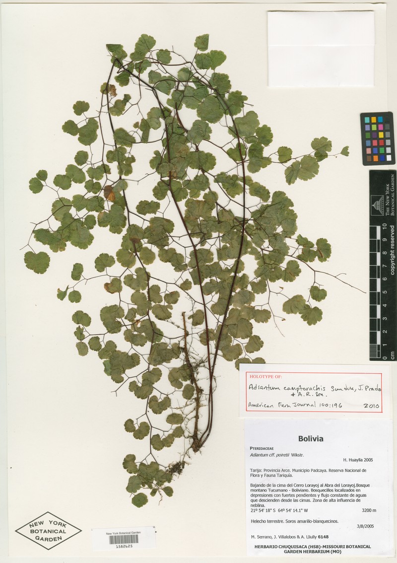 Adiantum camptorachis photo 6
