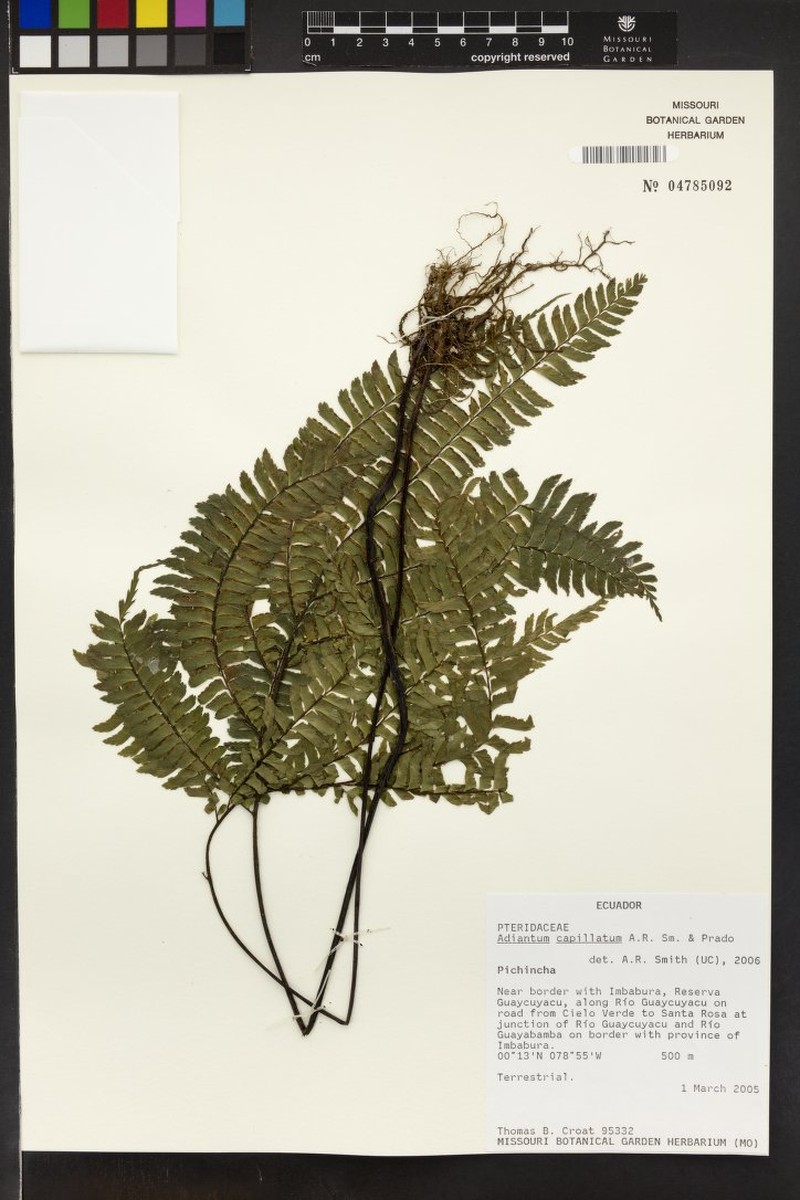 Adiantum capillatum